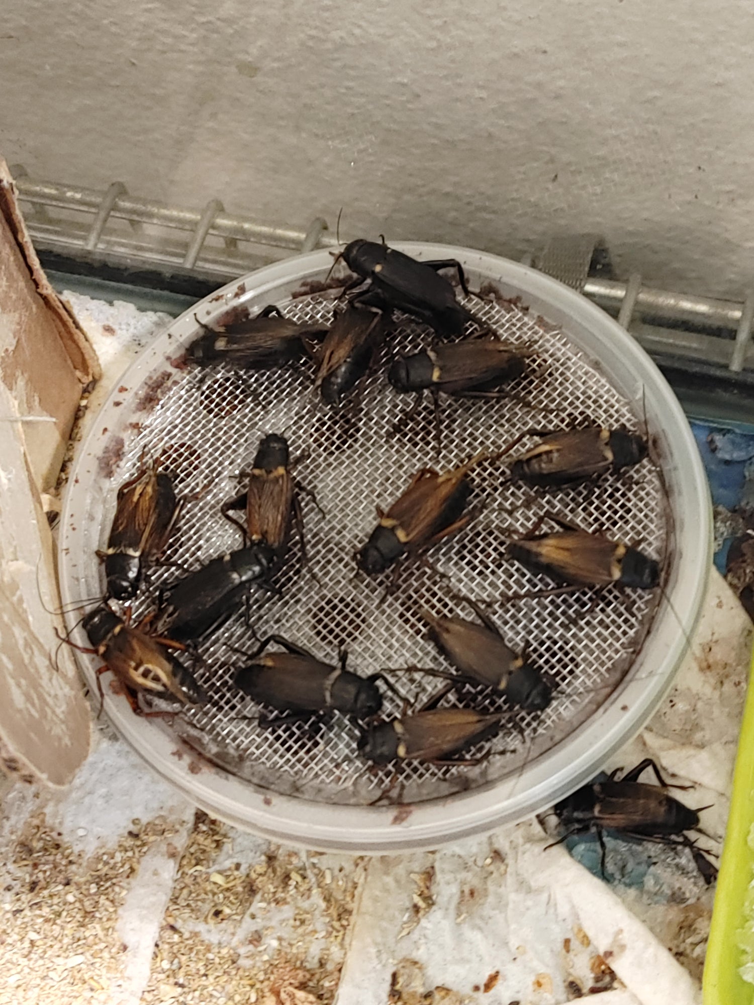 Exotic Crickets