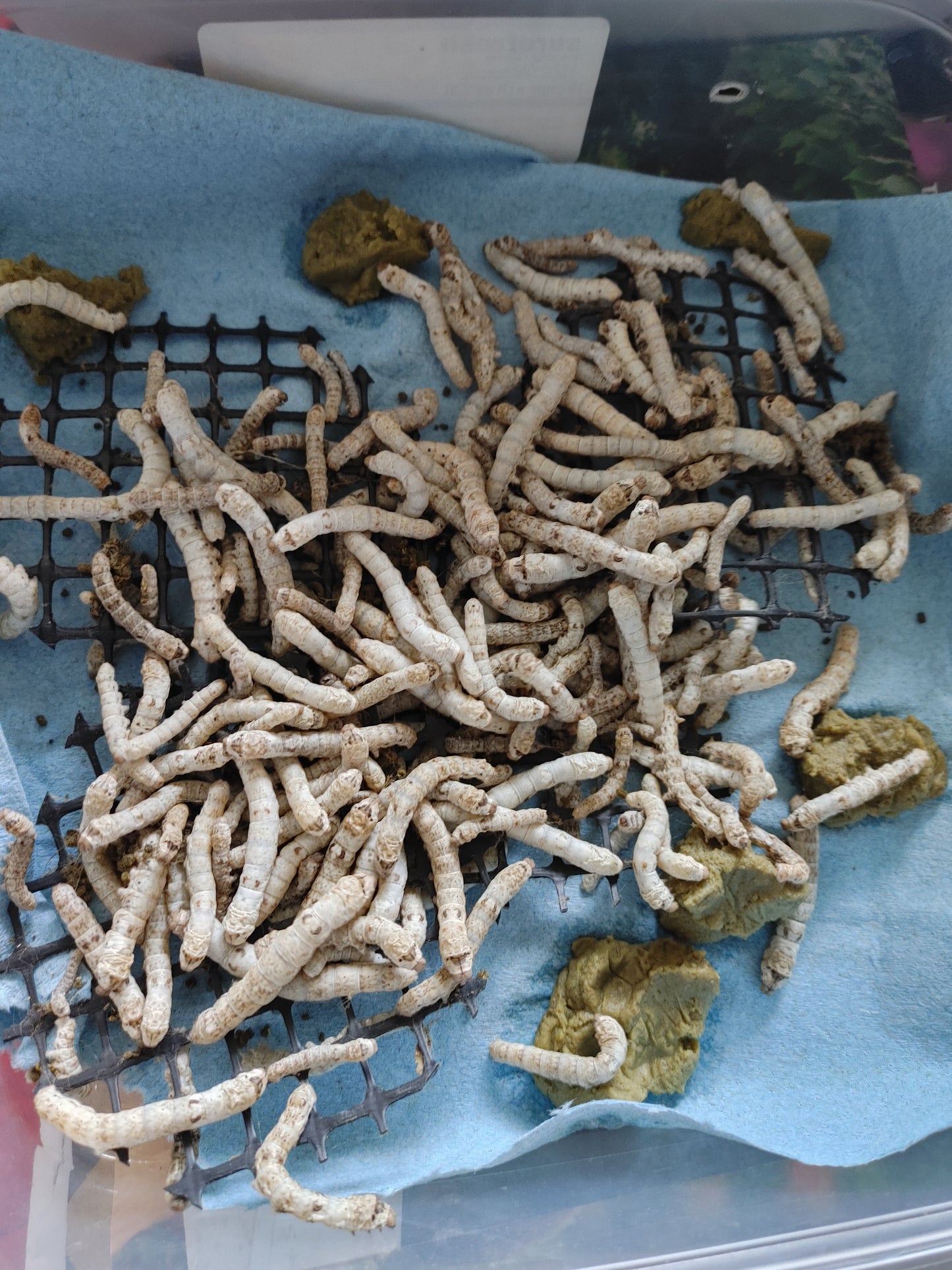 Large Silkworms