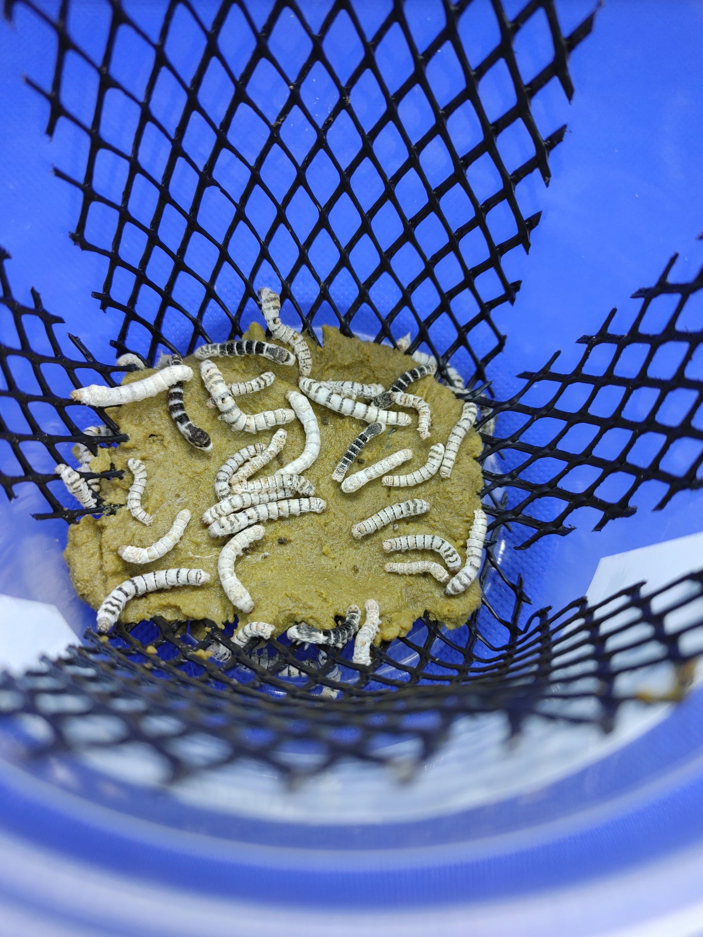 Medium Silkworms