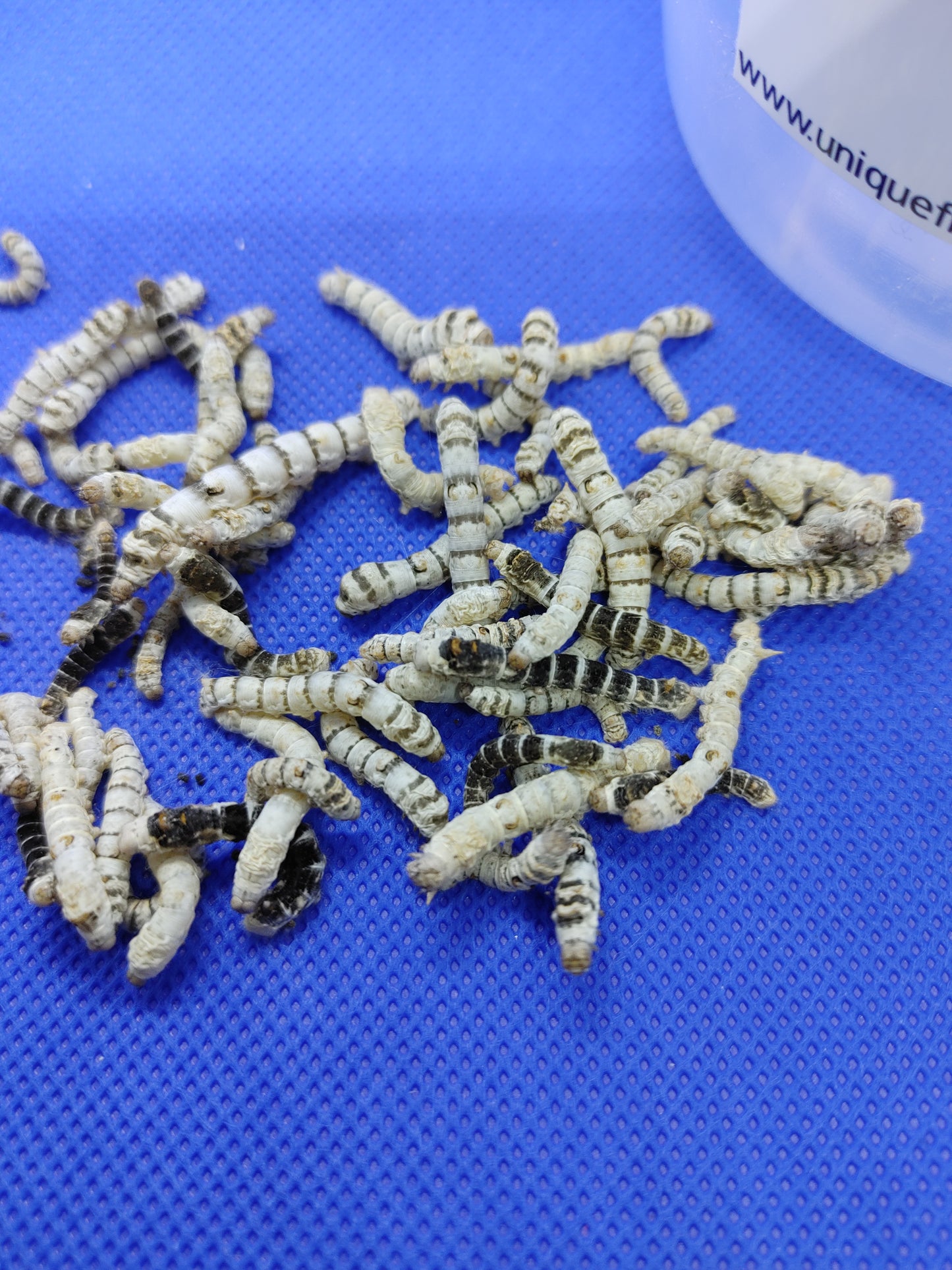 Small Silkworms