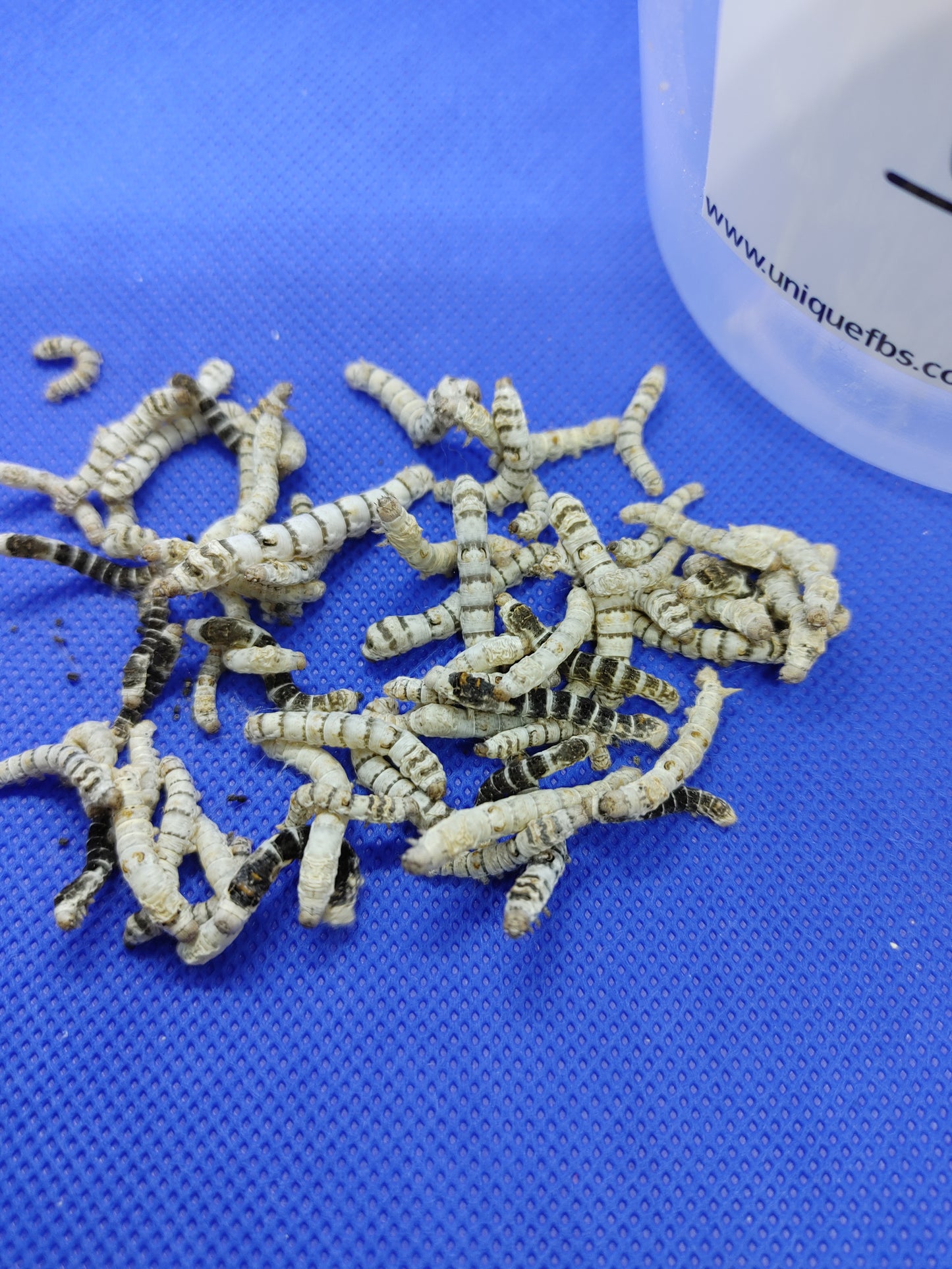 Extra Small Silkworm