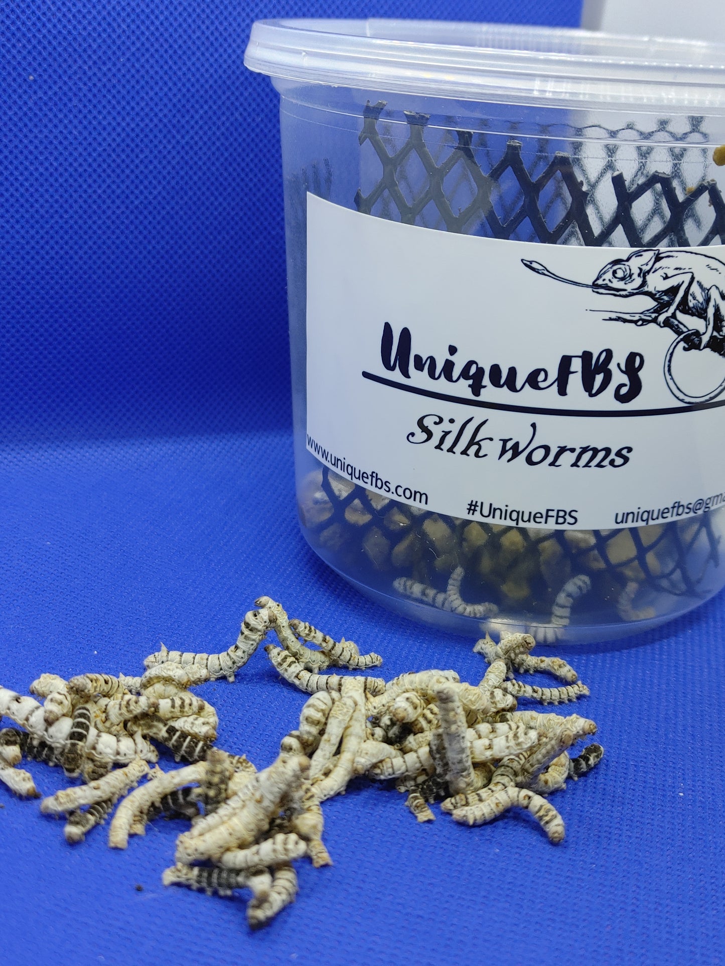 Large Silkworms