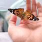 Painted Lady Butterfly