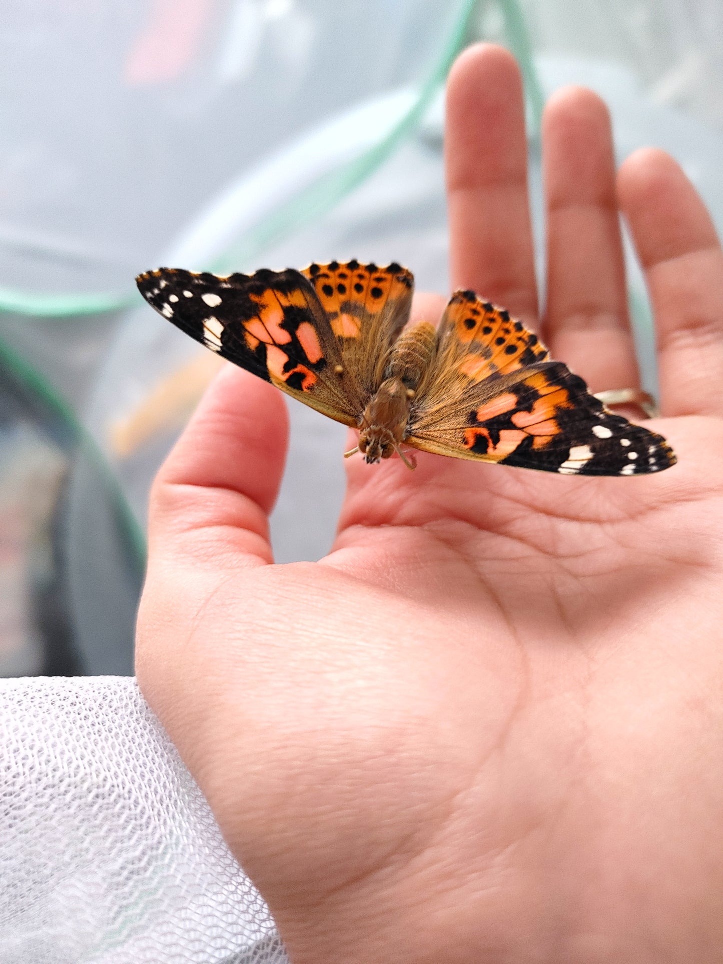 Painted Lady Butterfly
