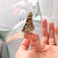 Painted Lady Butterfly