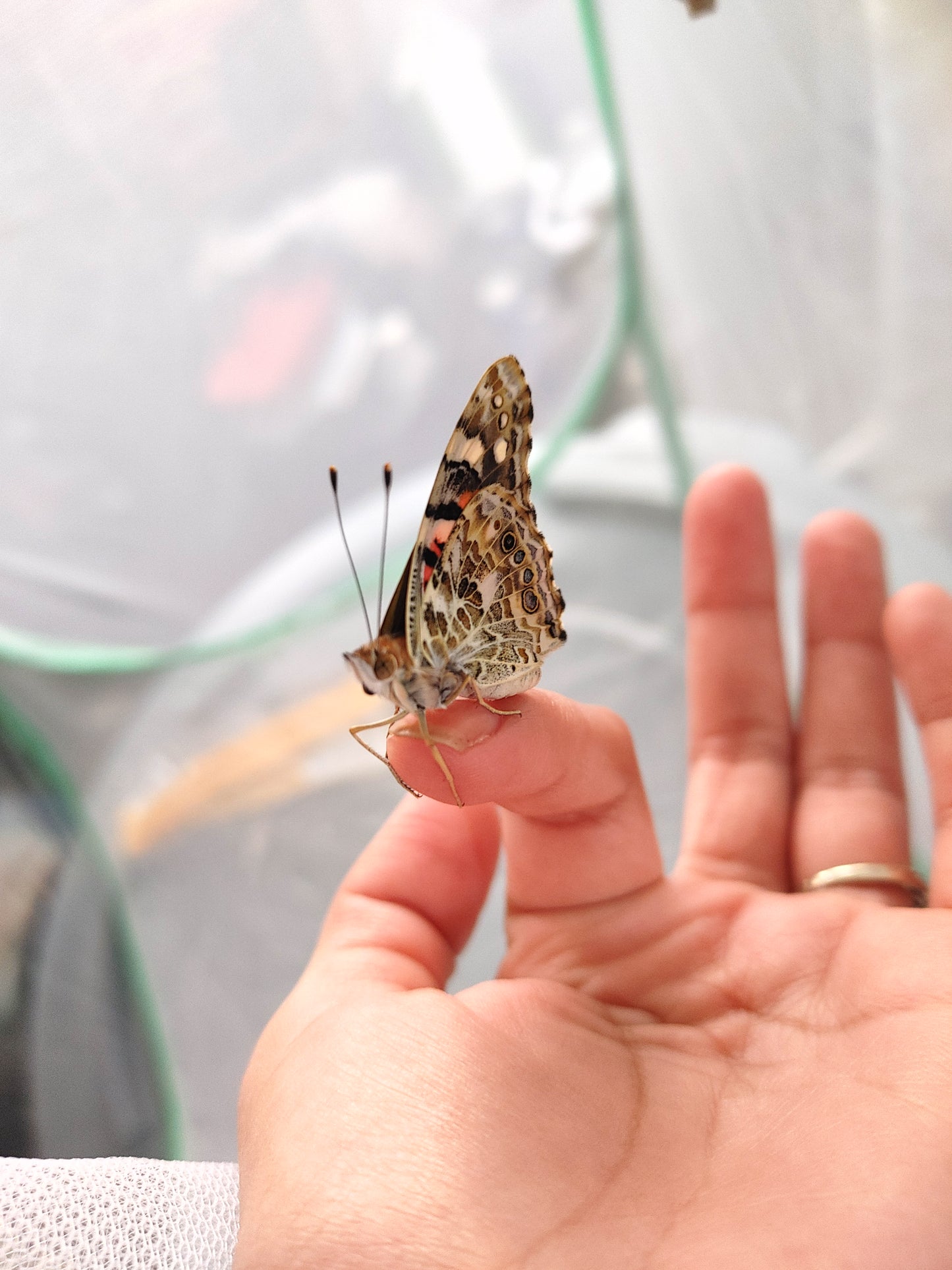 Painted Lady Butterfly
