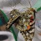 Painted Lady Butterfly
