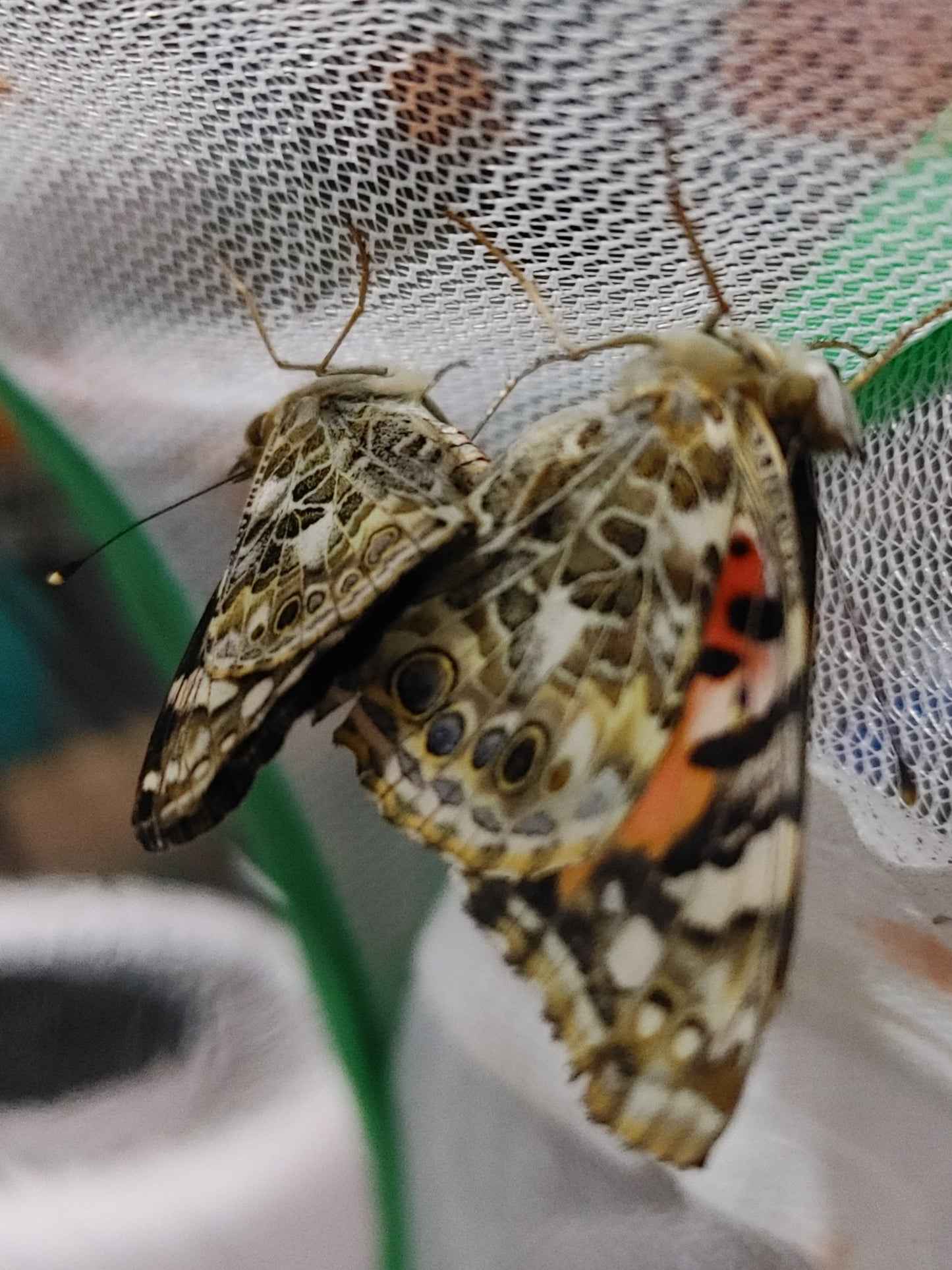 Painted Lady Butterfly