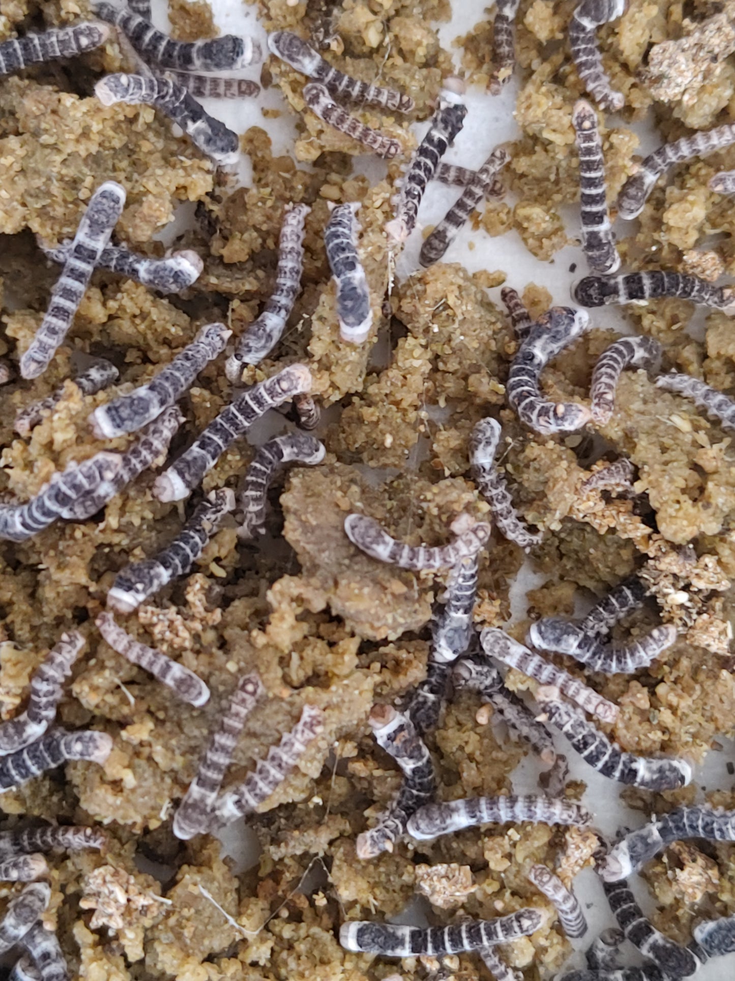 Reverse Zebra Silkworms