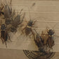 Large Black Crickets