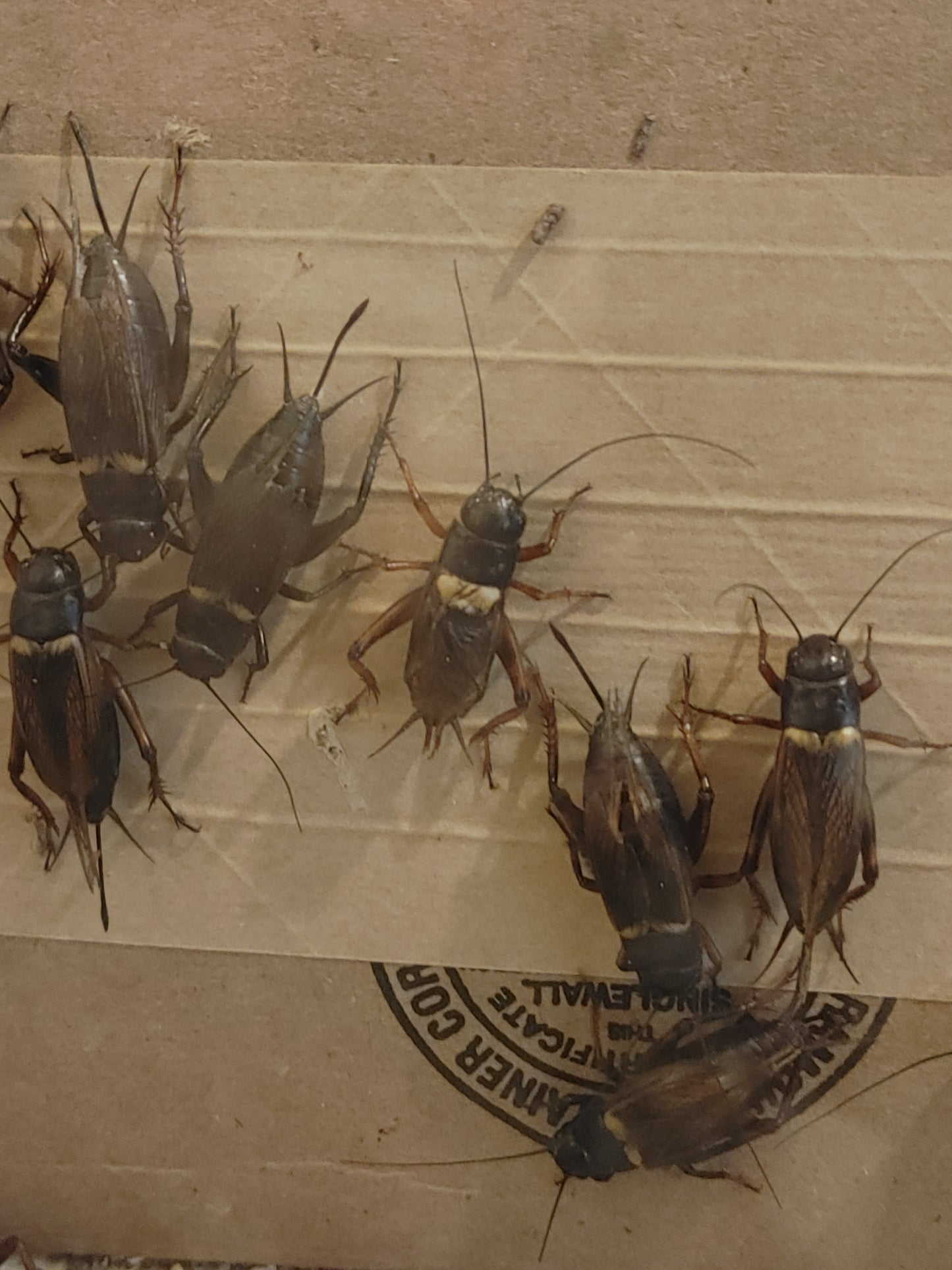 Large Black Crickets