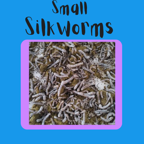 Small Silkworms
