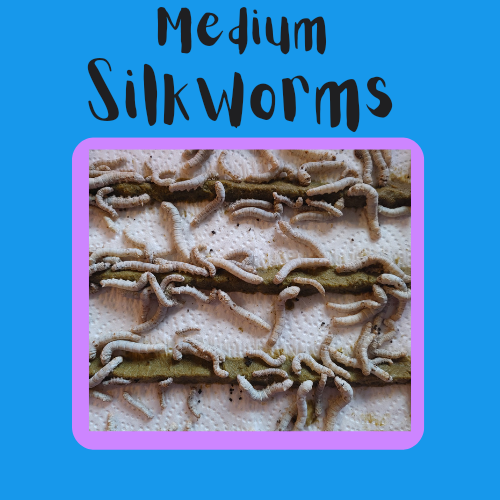 Medium Silkworms