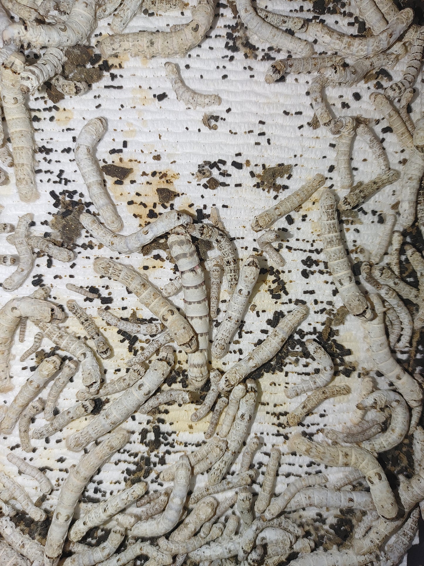 Medium Silkworms