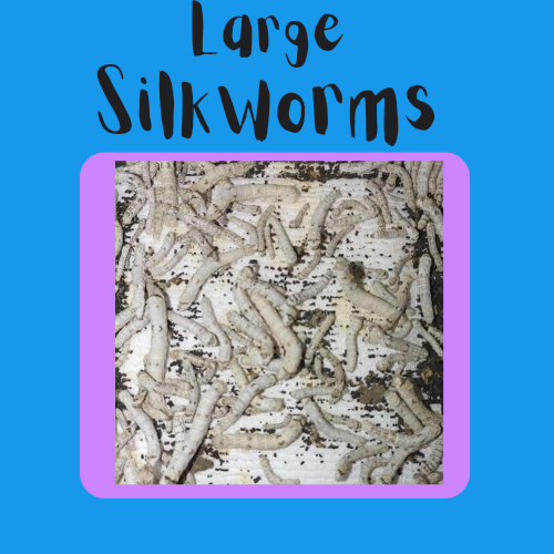 Large Silkworms