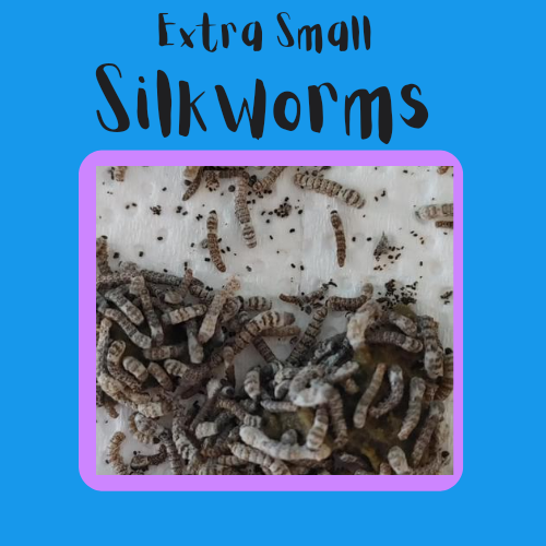 Extra Small Silkworm