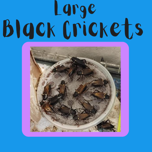 Large Black Crickets