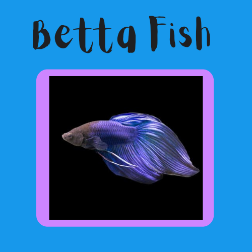 Betta Fish