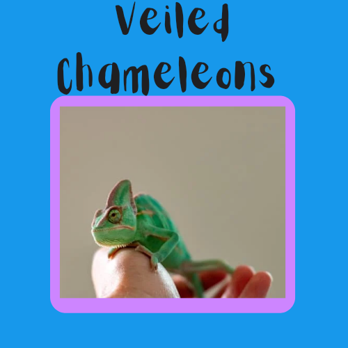 Veiled Chameleons