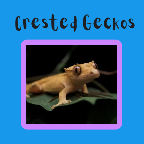 Crested Geckos