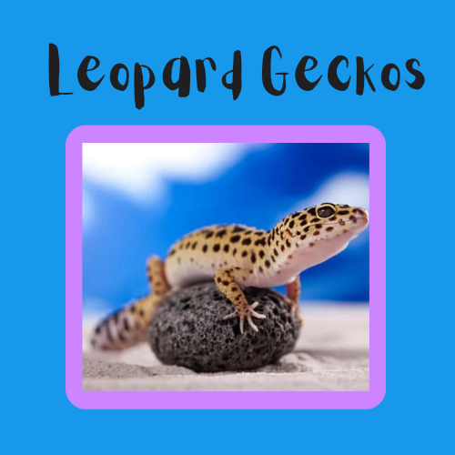 Leopard Geckos