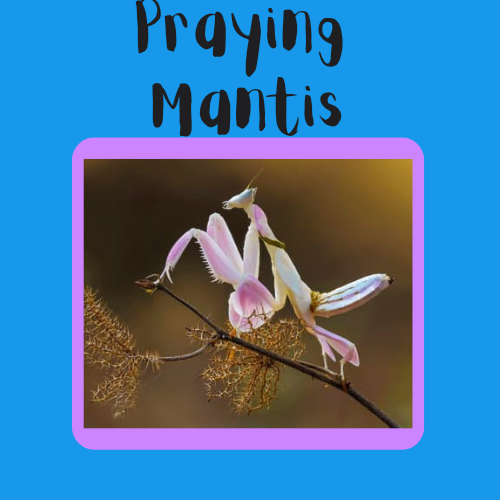 Praying Mantis