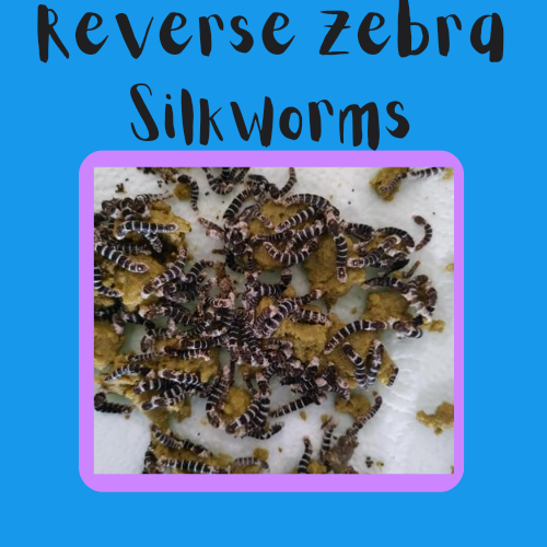 Reverse Zebra Silkworms