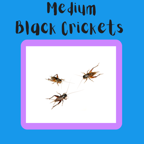 Medium Black Crickets