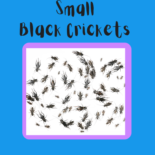 Small Black Crickets