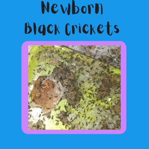 Newborn Black Crickets