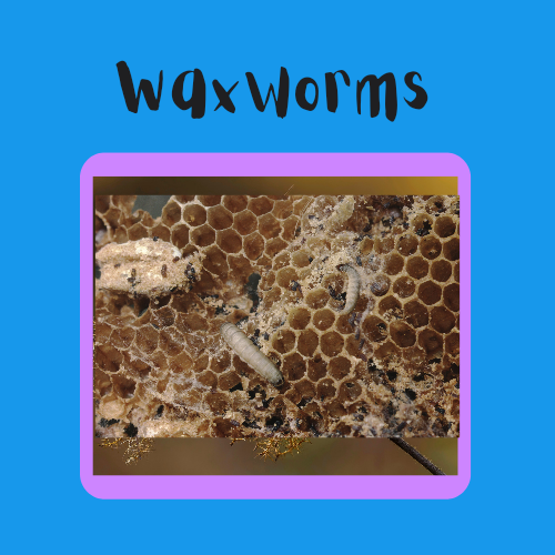 Waxworms