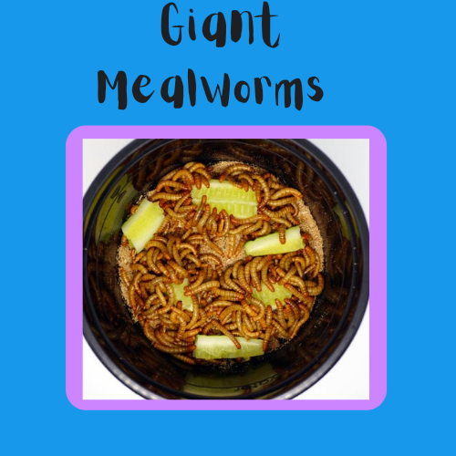 Giant Mealworms