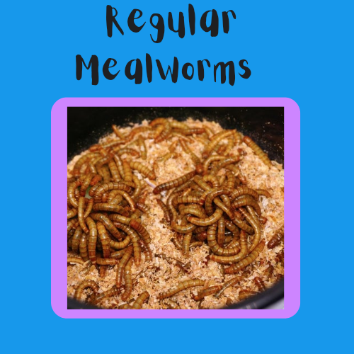 Mealworms