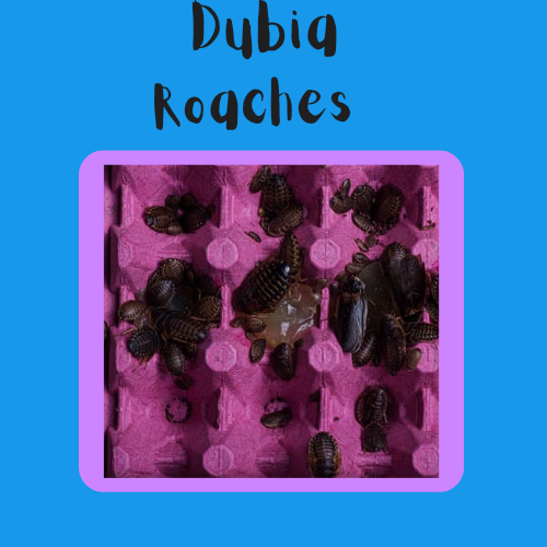 Dubia Roaches