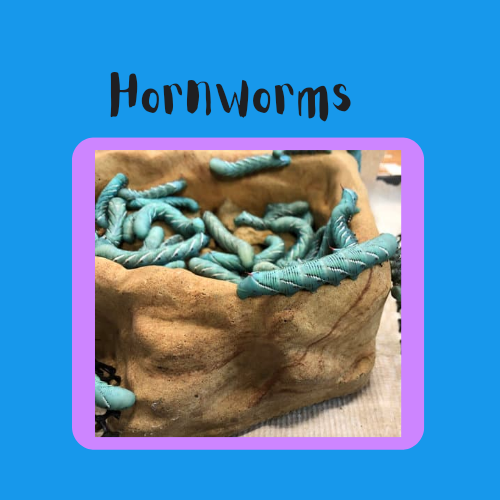 Hornworms