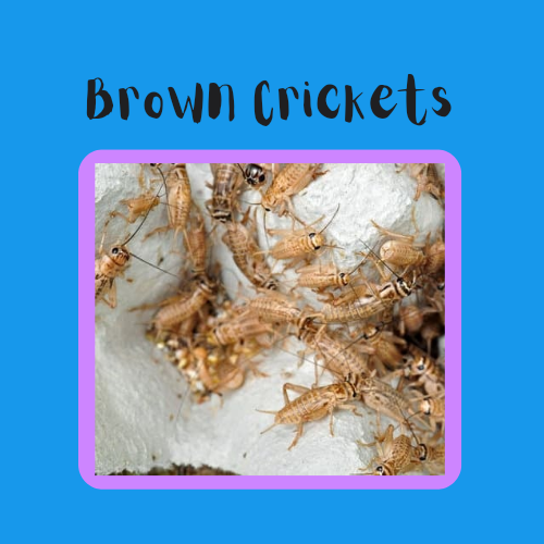 Small & Medium Brown Crickets