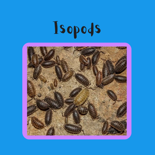 Isopods