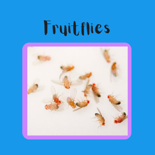 Fruitflies